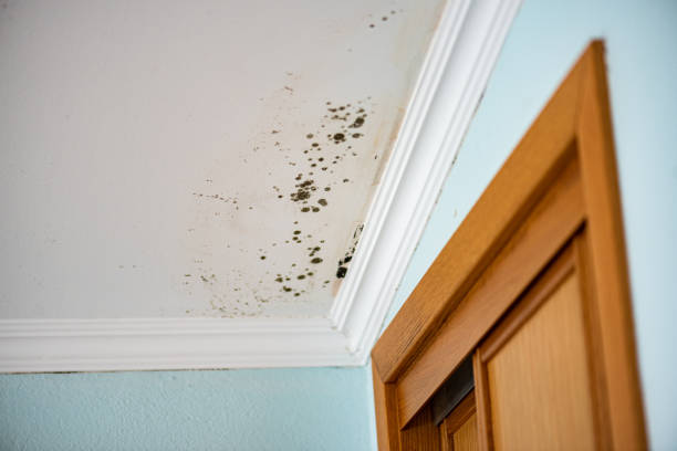 Trusted Haughton, LA Mold Removal Experts