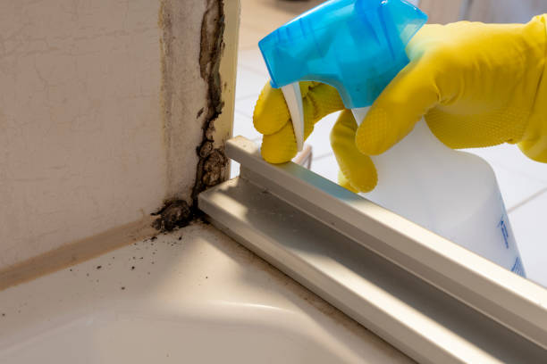 Best Affordable Mold Removal  in Haughton, LA