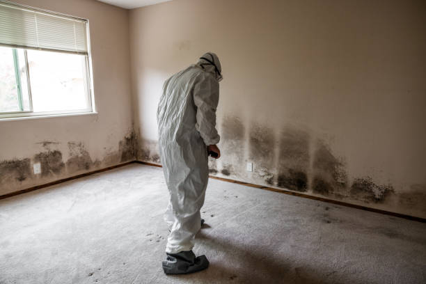 Best Crawl Space Mold Removal  in Haughton, LA