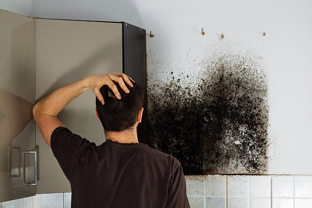 Office Mold Removal Services in Haughton, LA