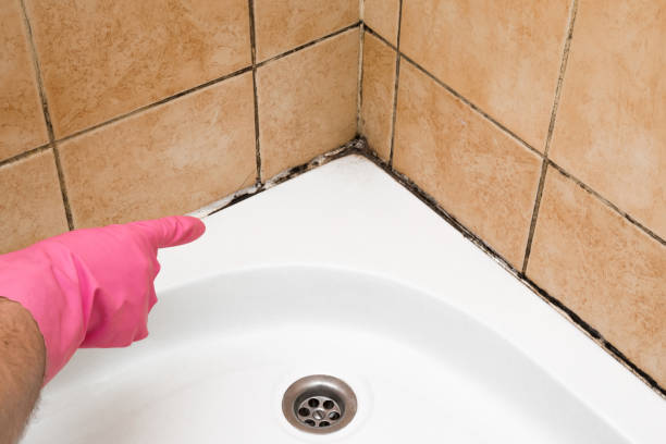 Best Mold Testing  in Haughton, LA